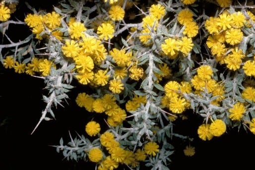 Archivo:Acacia erioclada 1.jpg