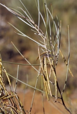 Archivo:Acacia jamesiana 3.jpg