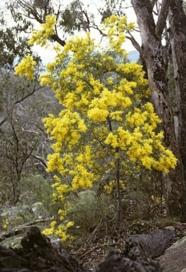 Archivo:Acacia kettlewelliae 1.jpg