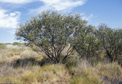 Archivo:Acacia levata.jpg