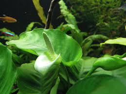 Anubias bateri.jpg