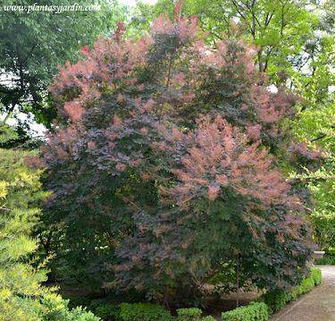 Archivo:Cotinus-Purpurea.jpg