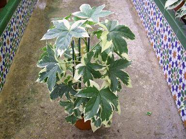 Archivo:Fatshedera lizei 'Variegata'.jpg