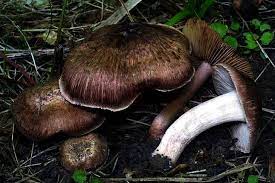 Inocybe jurana.jpg