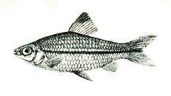 Archivo:Nannaethiops unitaeniatus.jpg