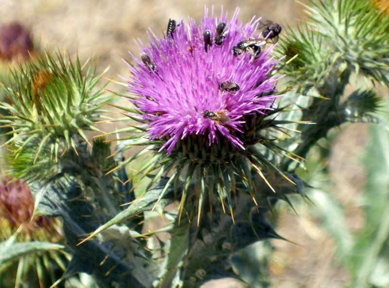 Archivo:Onopordum acanthium 7 (Custom).jpg