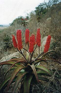 250px-Aloe excelsa 2.jpg