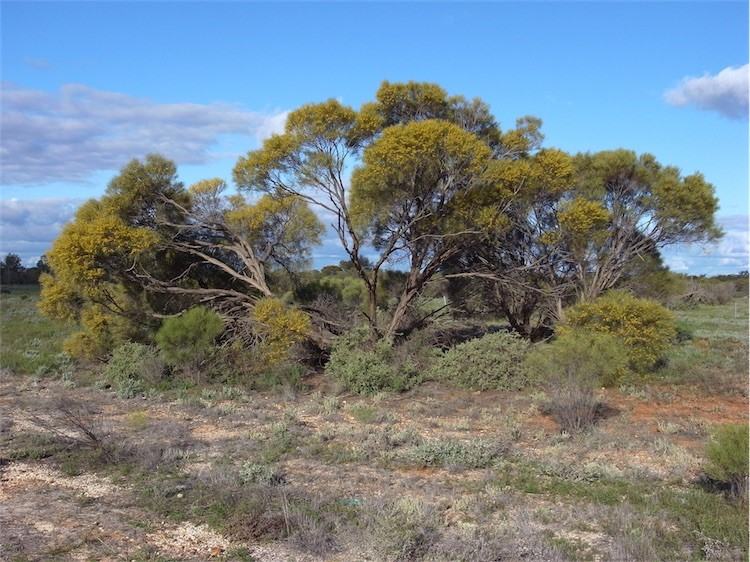 Archivo:Acacia loderi.jpg