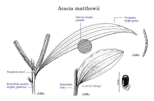 Archivo:Acacia matthewii.jpg