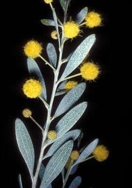 Archivo:Acacia melleodora 4.jpg