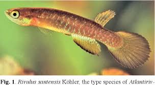 Archivo:Atlantirivulus simplicis.jpg