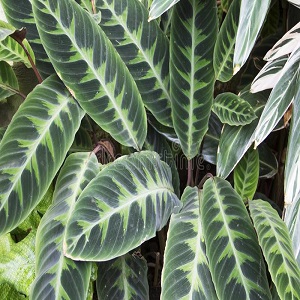 Calathea-albertii (2).jpg