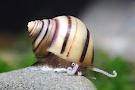Caracol manzana zebra.jpg