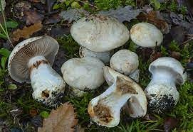 Cortinarius aleuriosmus.jpg