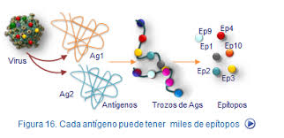 Figura 1. Las macromoléculas son antígenos multivalentes, con muchos tipos de epítopos distintos.