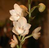 Flor del Espiritu Santos 1.jpg