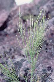 Kunkeliella psilotoclada.jpg