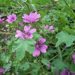 Malva sylvestris-150x150.jpg