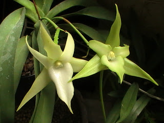 Orquídea de Darwin - EcuRed