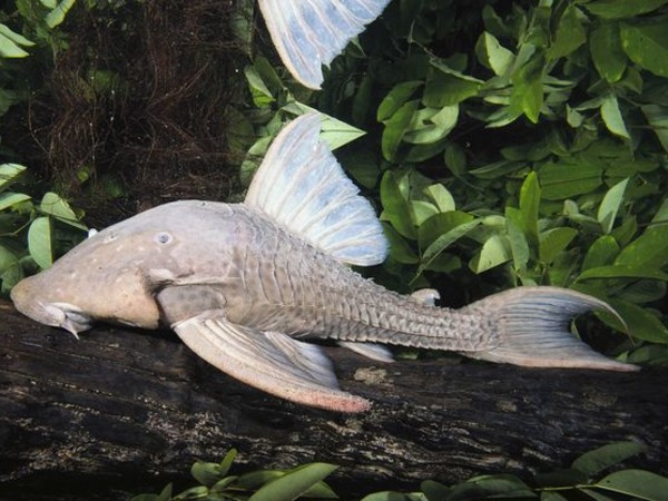 Archivo:Pez gato comedor de madera.jpg