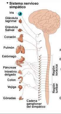 Sistema nerv simp.jpg