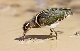 Aguatero bengalí iii.jpg