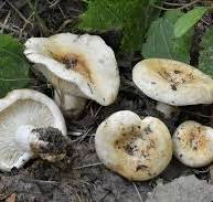 Lactarius evosmus.jpg