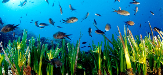 Archivo:Pradrs pasts marinos.jpg