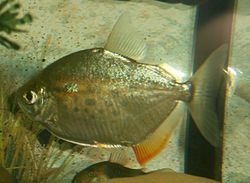 250px-Kiefer - Metynnis lippincottianus 1.JPG