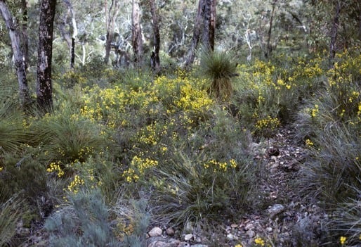 Archivo:Acacia lateriticola 2.jpg