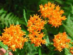 Asclepias tuberosa.jpg