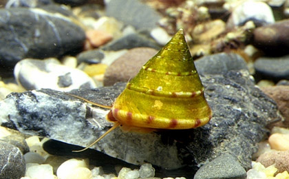 Archivo:Calliostoma conulum.jpg