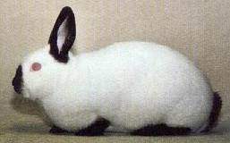 Conejo californiano 01.jpg