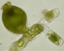 Coronta alg.jpg