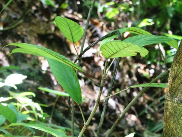 Archivo:Ficus albomaculata frutos hojas.jpg