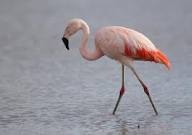 Flamenco austral.jpeg