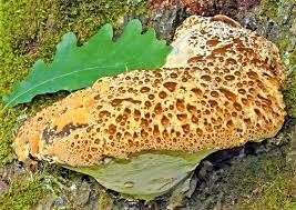 Inonotus dryadeus.jpg