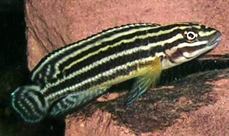 Julidochromis regani EcuRed