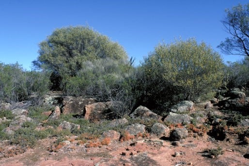 Archivo:Acacia duriuscula 1.jpg