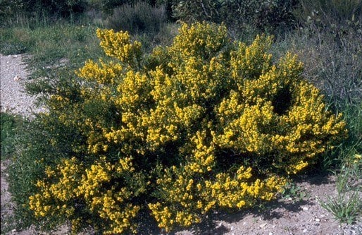 Archivo:Acacia farinosa 1.jpg