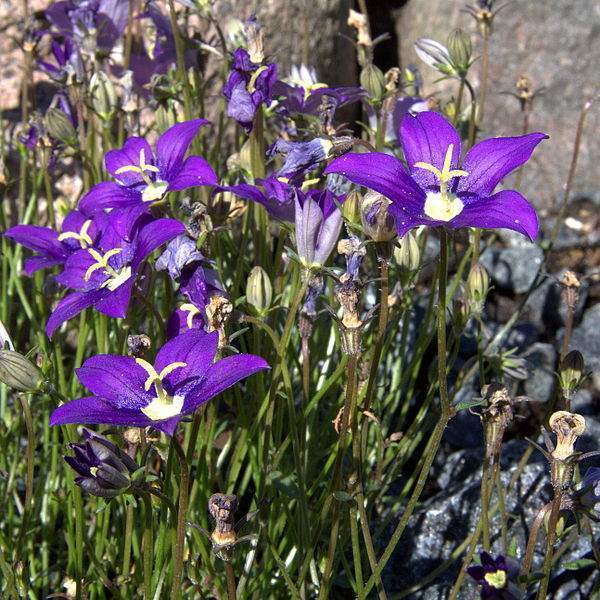 Archivo:Campanula hawkinsiana 1.jpg