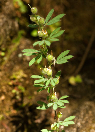 Archivo:Crotalaria alexandri 1.jpg