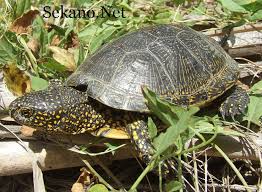 Archivo:Galápago occides.jpg