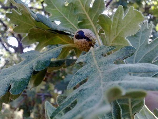 Archivo:Hojas y fruto.jpg