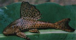Hypostomus plecostomoides.jpg