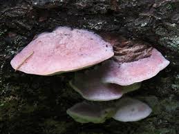 Archivo:Leptoporus mollis2.jpg