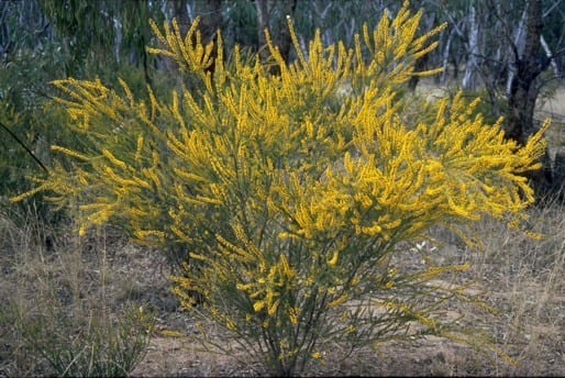 Archivo:Acacia lineata 1.jpg
