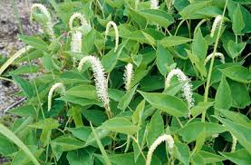 Cola de lagartija 1x.jpg