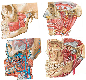 Archivo:Contenido fosa infratemporal.png