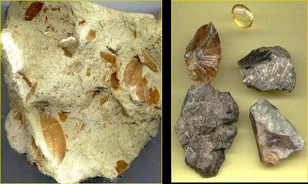 Moldes de hojas fósiles.jpg